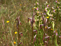 Serapias strictiflora