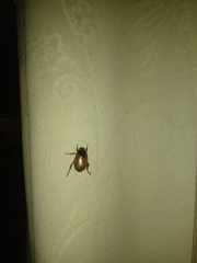 Paranomala testaceipennis