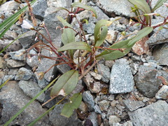 Claytonia multiscapa pacifica