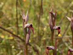 Serapias strictiflora