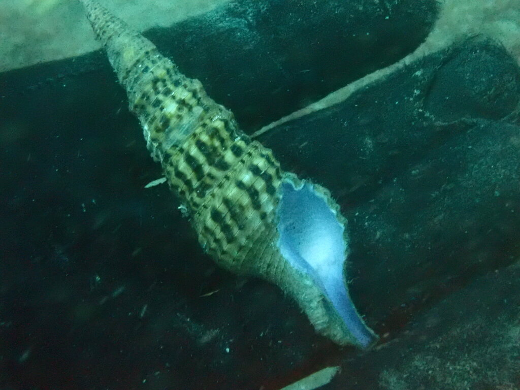 Annulaturris nadaensis