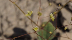 Eriogonum ordii