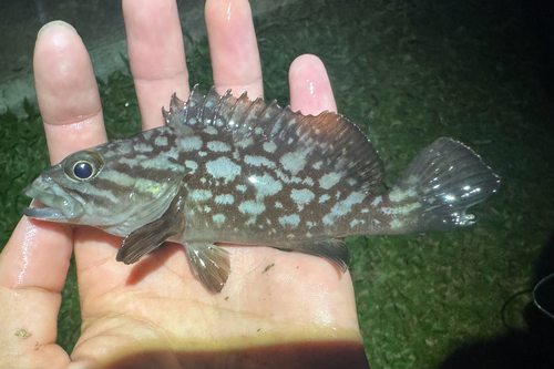 Epinephelus erythrurus observed 2026-07-27