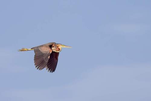 iNaturalist image