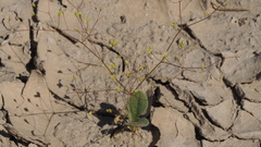 Eriogonum ordii