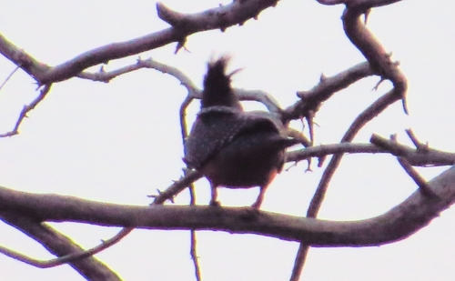 iNaturalist image