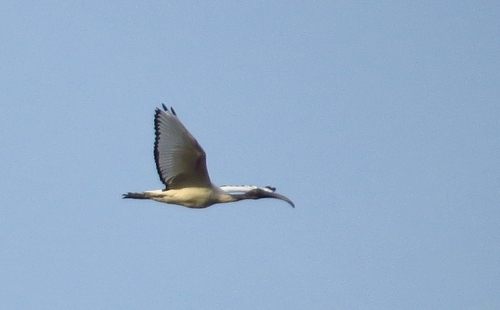 iNaturalist image