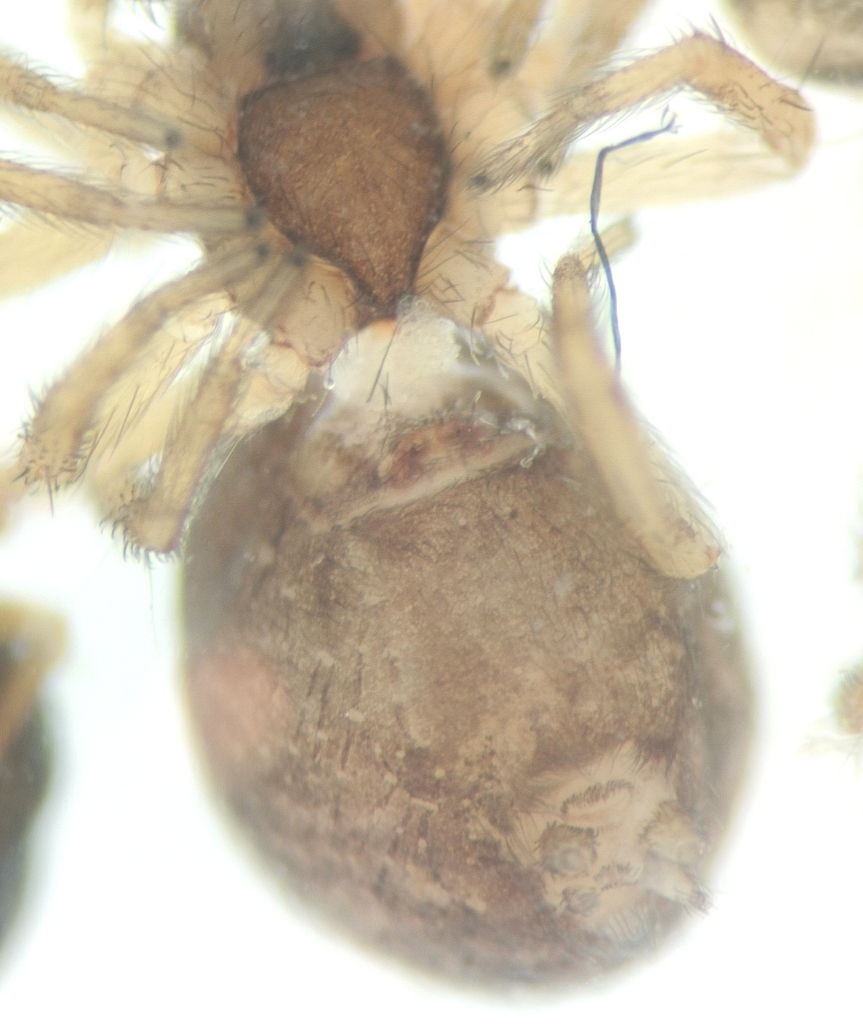 Lathys heterophthalma