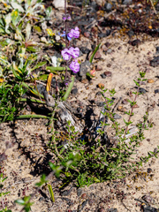 Prostanthera hirtula