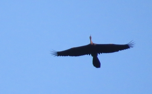 iNaturalist image