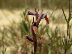 Serapias strictiflora