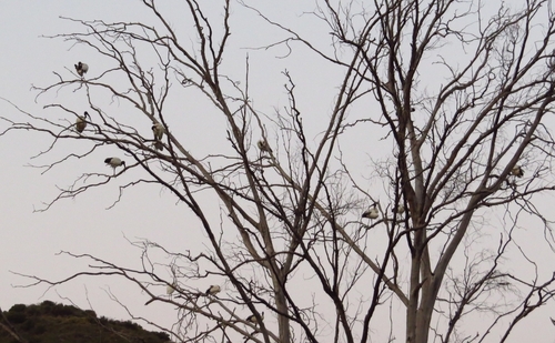 iNaturalist image
