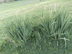 Iris halophila, photograph (c) Елена А. Кизилова, some rights reserved (CC BY)