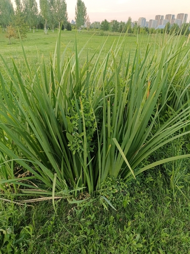Iris halophila, photograph 6