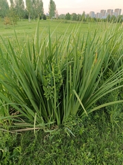 Iris halophila, photograph (c) Елена А. Кизилова, some rights reserved (CC BY)