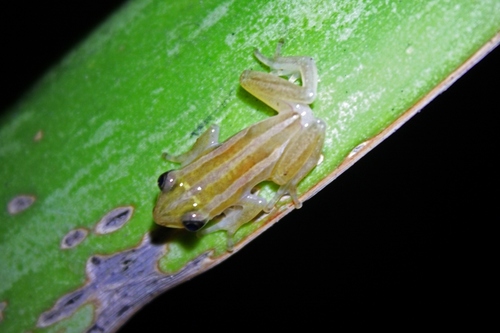 Afrixalus vittiger