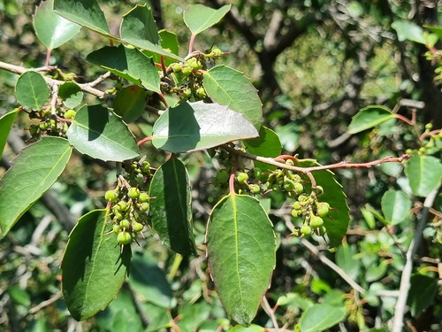 Azara petiolaris, photograph 1