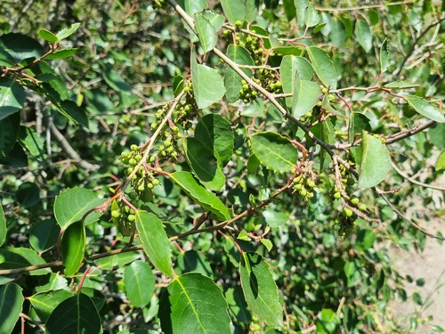 Azara petiolaris, photograph 2