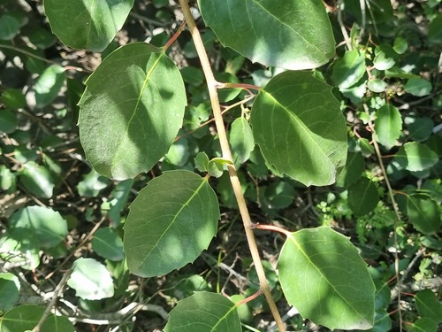 Azara petiolaris, photograph 5