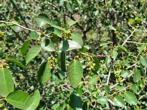 Azara petiolaris, photograph 4