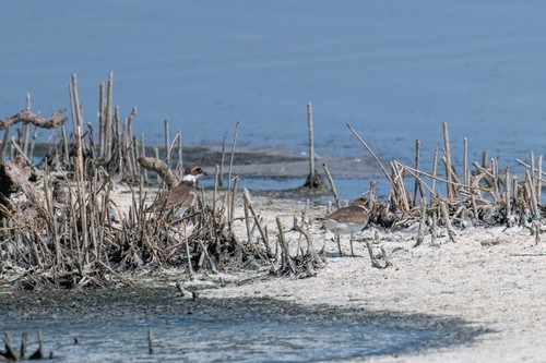 iNaturalist image