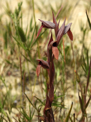 Serapias strictiflora