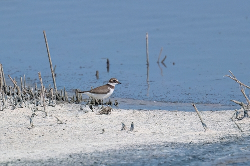 iNaturalist image