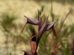 Serapias strictiflora