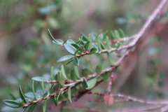 Metrosideros stipularis