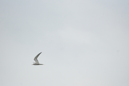iNaturalist image