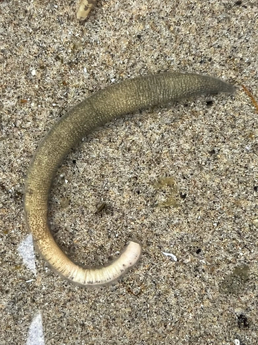 Phascolosoma observed 2026-07-26
