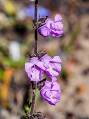 Prostanthera hirtula