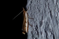 Orocrambus flexuosellus