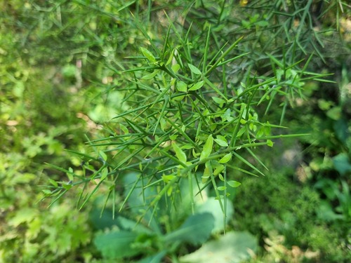 Colletia hystrix, photograph 4