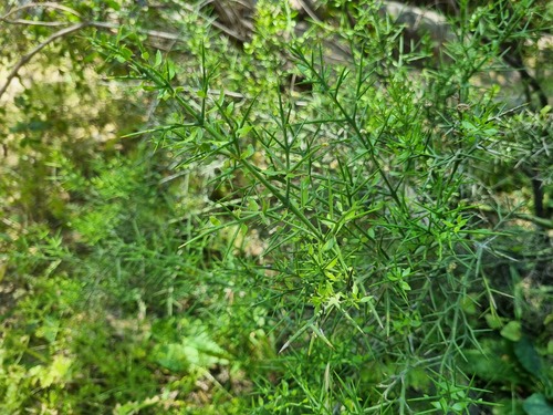 Colletia hystrix, photograph 3