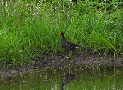 iNaturalist image