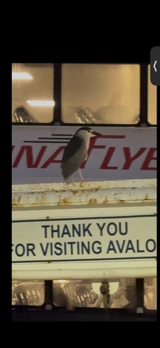 iNaturalist image