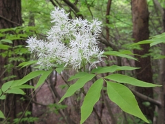 Fraxinus sieboldiana