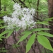 Siebold Ash - Photo (c) onidiras-iNaturalist, some rights reserved (CC BY-NC), uploaded by onidiras-iNaturalist