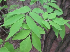 Fraxinus sieboldiana