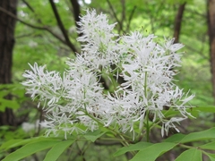 Fraxinus sieboldiana