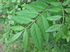 Picrasma quassioides