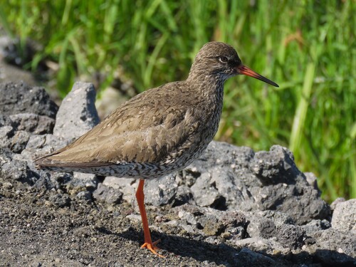 iNaturalist image
