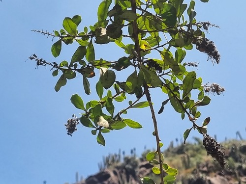 Escallonia myrtoidea, photograph 2