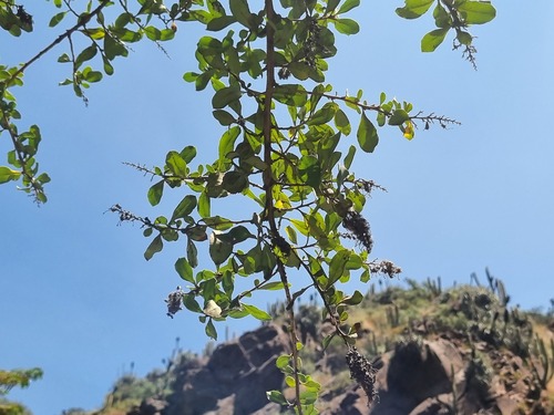 Escallonia myrtoidea, photograph 1