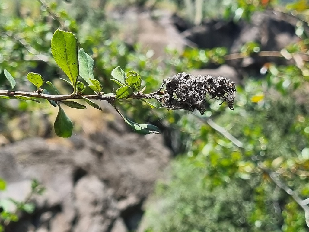 Escallonia myrtoidea; photograph (c) Cesar Ormazabal, some rights reserved (CC BY)