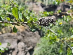 Escallonia myrtoidea
