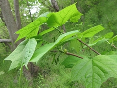 Alangium platanifolium