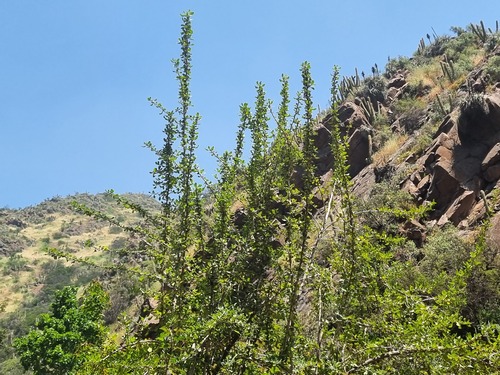 Escallonia myrtoidea, photograph 3