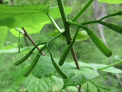 Alangium platanifolium